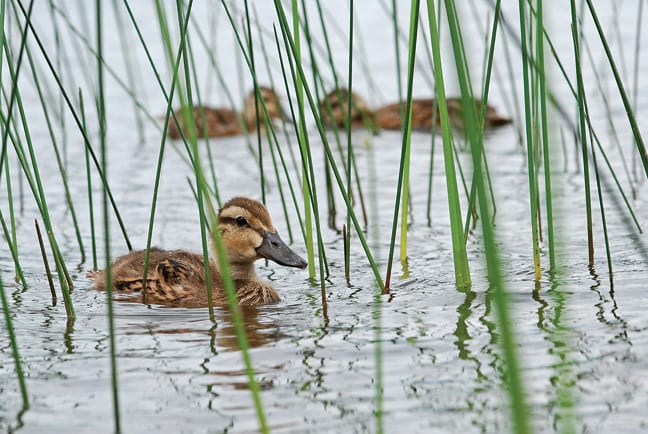 LDensmore_NY-Adk-Lower-Chateaugay-Lk_Mallard-ducklings-in-reeds-(1)