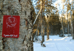 jackrabbit-trail
