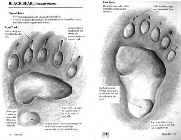 Diane Gibbon’s book includes life-size drawings of animal tracks (reduced here).