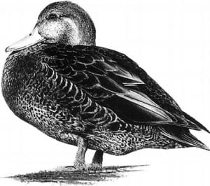 American black duck