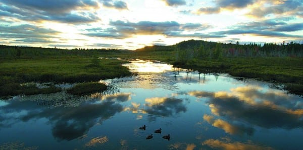 Mallards swimming in Browns Tract Inlet at sunset.