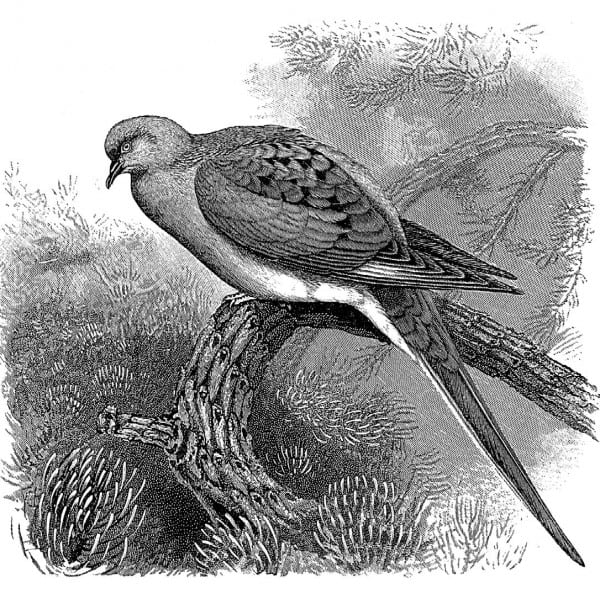 Ed Kanze’s essay on the extinction of the passenger pigeon won an award from the John Burroughs Association.