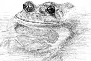 Bullfrog