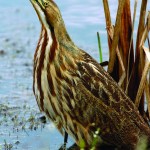 American-bittern