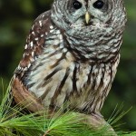 Barred owl Scarlet tanager