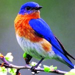 Eastern bluebird