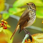 Hermit thrush