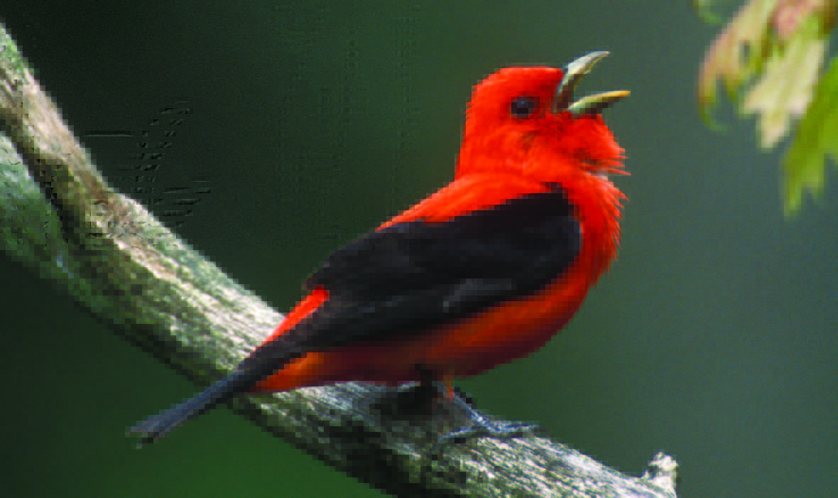 The Songs Of Wild Birds Adirondack Explorer Adirondack