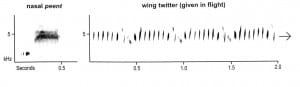 Sonogram of the American woodcock.