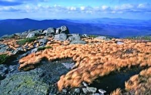 Fragile vegetation clings to the rocky summit on Wright Peak.