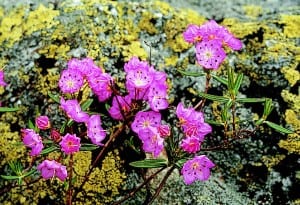 Bog laurel grows in the lowlands and on mountaintops.