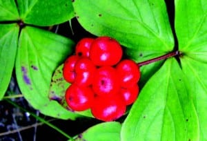 Bunchberry fruit.