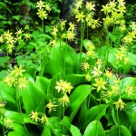 Clintonia’s yellow flowers are followed by blue beads of fruit.