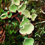 Goblet lichen.