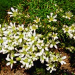 Mountain sandwort grows only up high.