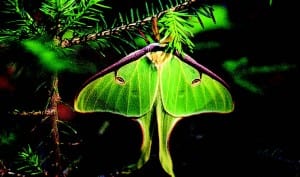 A luna moth clings to a balsam branch after hatching from its cocoon.