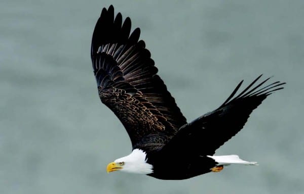 bald eagle