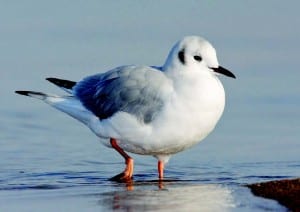 Bonaparte’s gull