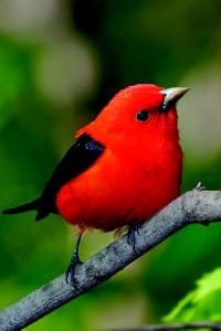 Scarlet tanager