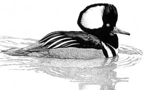 Hooded merganser