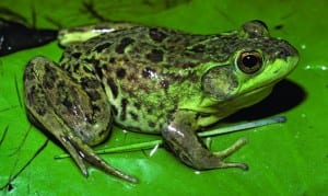 Mink frog