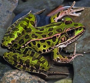 Northern leopard frog