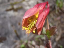 columbine Columbine. Photo by Phil Brown.