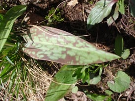 leaf The plant's mottled leaf reminded John Burroughs of a trout.