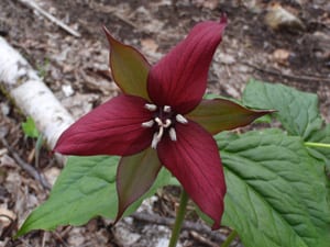 red-trillium-low Red trillium. Photo by Phil Brown.
