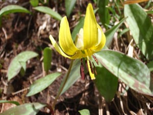 A trout lily on Baker Mountain