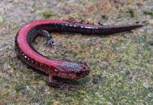 Red-backed salamander Courtesy of University of New England Press