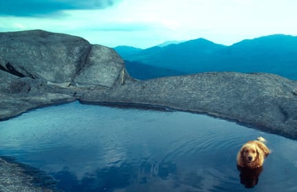 ampersand Cooling off on Ampersand Mountain. Photo by Nancie Battaglia.