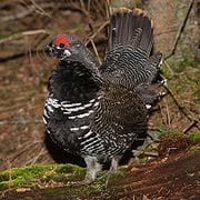 spruce-grouse Male spruce grouse. Wikipedia photo.