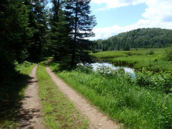 The woods road passes several wetlands on the way to Lows Ridge.