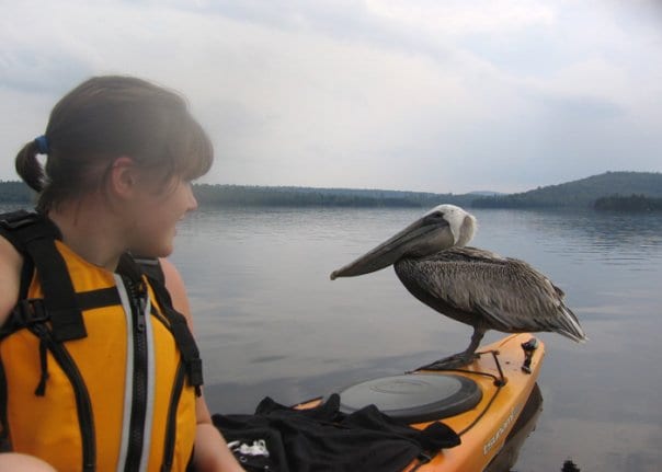 The brown pelican on a kayak on Lows Lake.