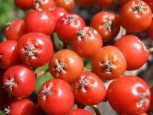 closeup-berries