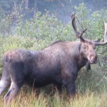 moose-close