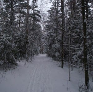 Fresh snow adorns evergreens along the trail.