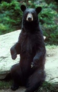 A black bear. Photo from Wikipedia.