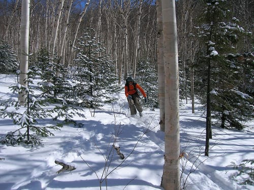 Jeff skis glade A backcountry skier descends a birch glade in the High Peaks. Photo by Susan Bibeau.