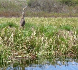 An American bittern along the Middle Branch of the Moose. Photo by Phil Brown.
