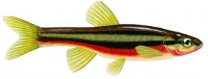 Northern redbelly dace