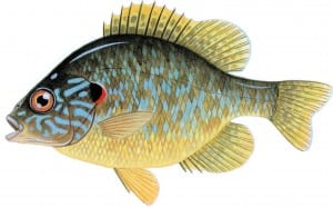 Pumpkinseed