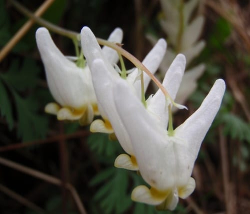 dutchman's breeches Dutchman's breeches on Baker Mountain. Photo by Phil Brown.