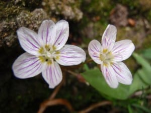 Spring beauty. Photo by Phil Brown.