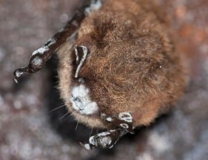 A little brown bat with white-nose syndrome. Photo by Larry Master.
