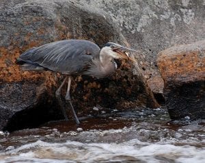 A great blue heron fishes along the river.