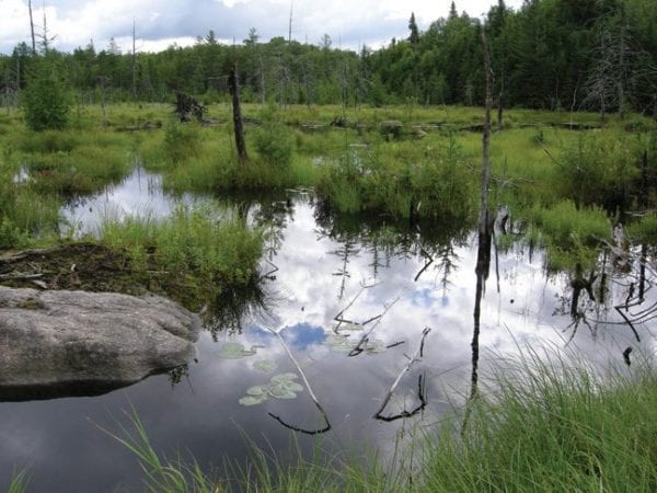 Beaver meadows are a common sight in the High Falls Loop. 