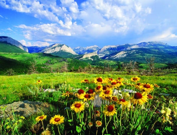 Summer wildflowers in the Rocky Mountains.