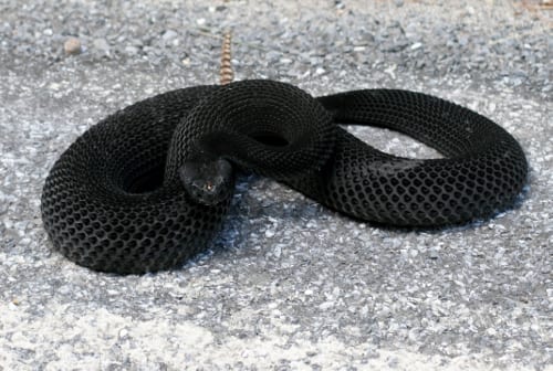 Encounter with a timber rattler - Adirondack Explorer